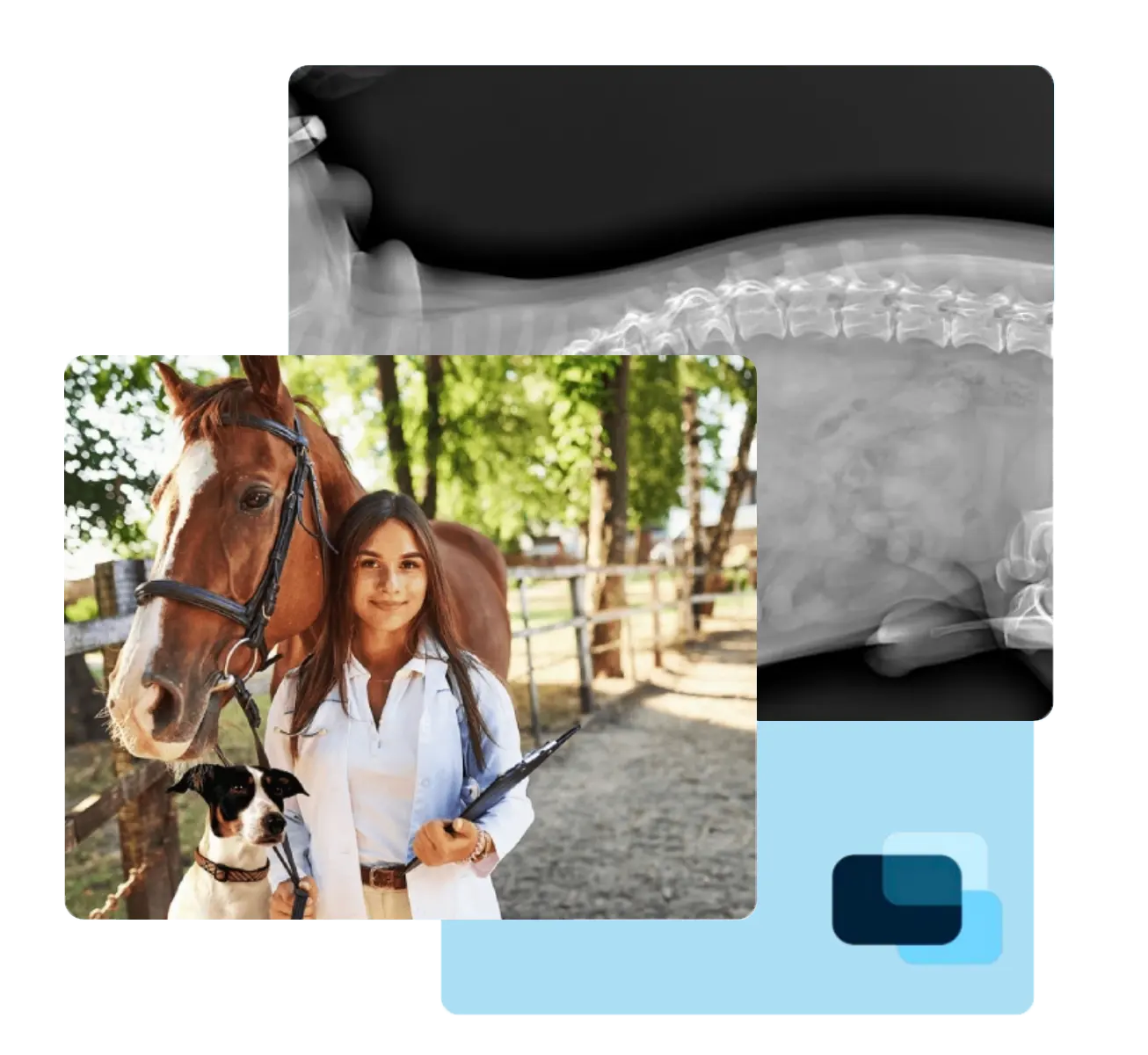 Oehm und Rehbein - Röntgengeräte und Röntgensoftware für Veterinäre und Tierkliniken - Made in Germany