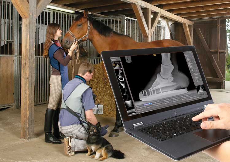 dicomPACS vet - Kaufuntersuchungs-Software für Pferde