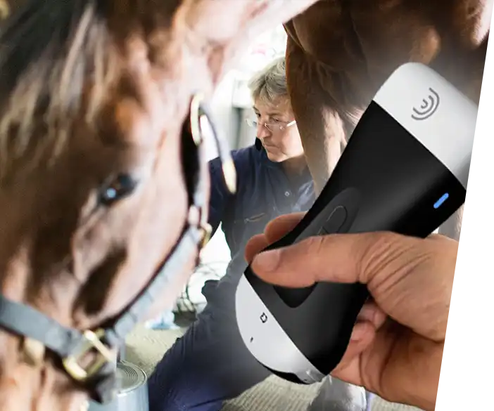 Sonografie-Scanner von Clarius für Pferdärzte und Veterinäre
