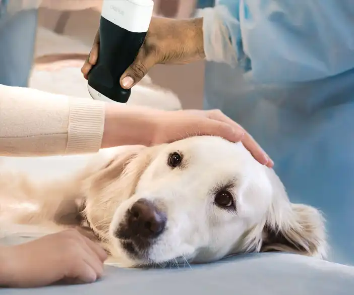 Sonographie von Clarius - Kabeloser Ultraschall-Scanner für Veterinäre