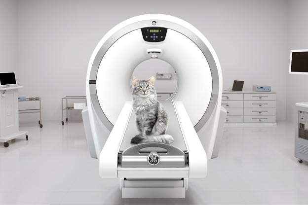 CT - Fachkunde für Tiermediziner 