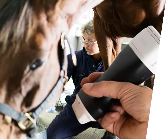 Sonografie-Scanner von Clarius für Pferdärzte und Veterinäre