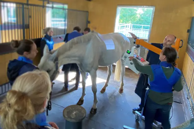 Tierarzt Fortbildung - Pferderücken perfekt geröntgt.