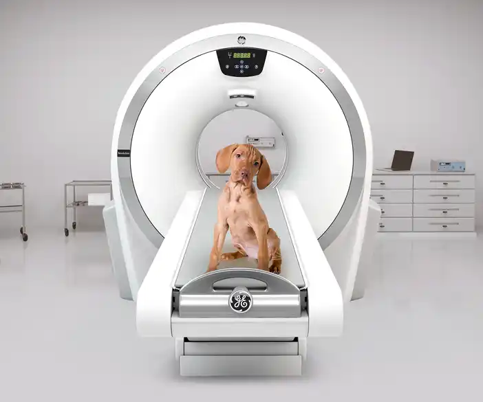 GE Revolution ACT - platzsparender Computertomograph für Kleintierpraxen und Veterinäre