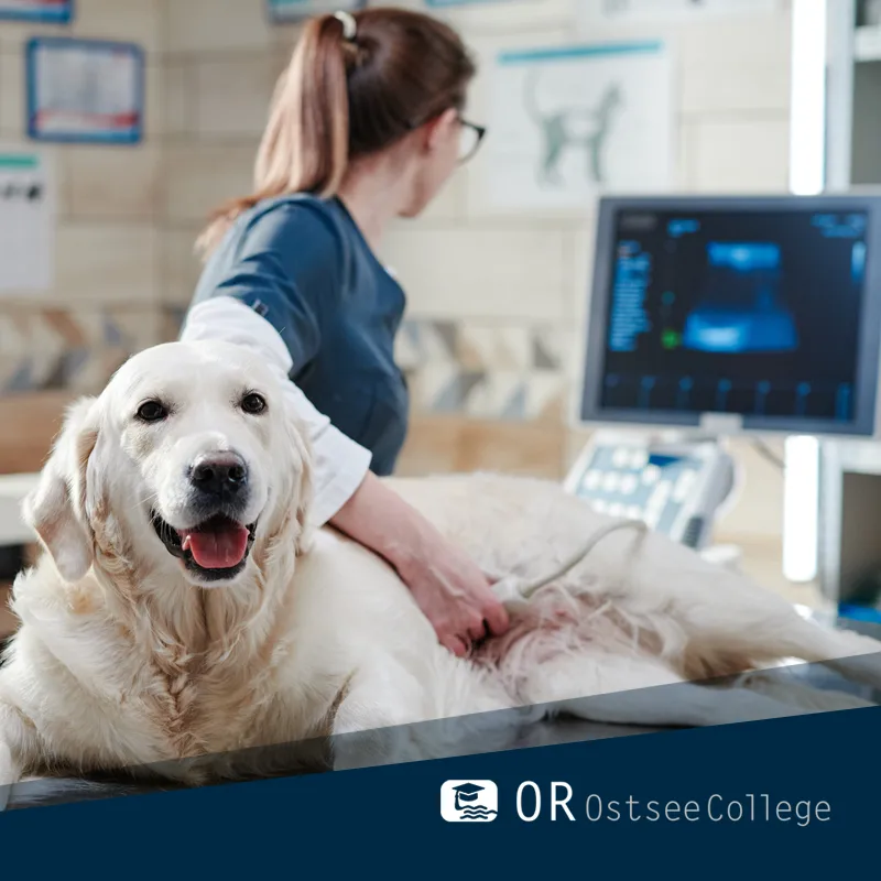 OR OstseeCollege - Ultraschall am Kleintier