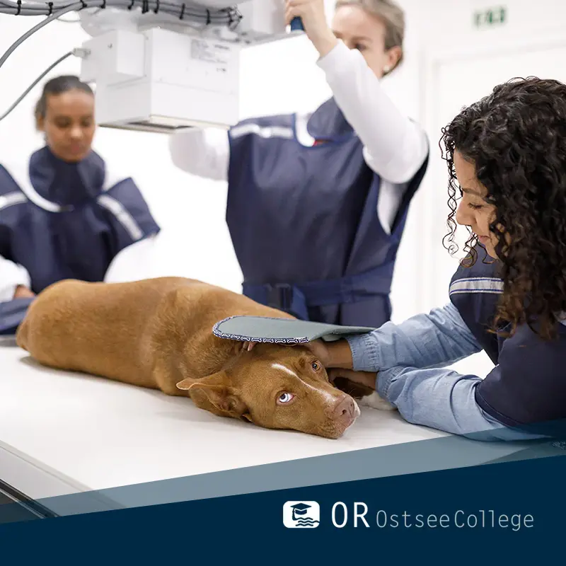 OR OstseeCollege - Ultraschall am Kleintier