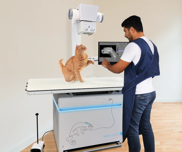 Tierarzt röntgt eine Katze