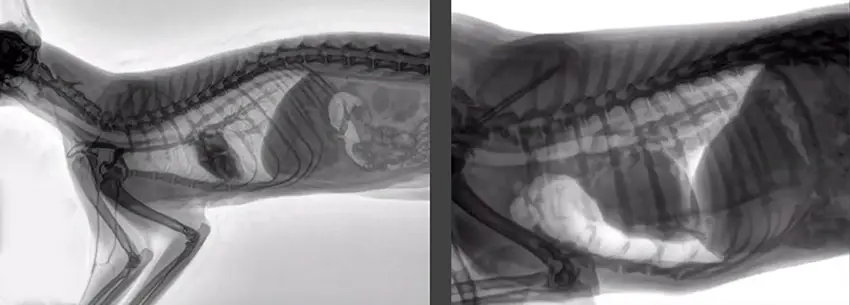 Dynamic X-ray allows the vet to directly examine moving structures such as the breath-dependent movement of the diaphragm