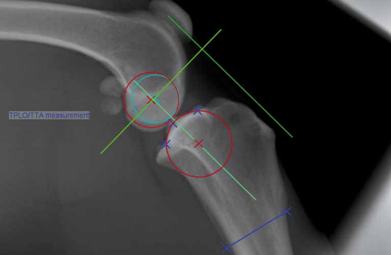 TTA-Vermessungshilfe (Tibial Tuberosity Advancement) Das TTA-Messverfahren für die Behandlung von Kreuzbandrissen bei Hunden gehört zu den umfangreichen Funktionen von dicomPACS DX-R