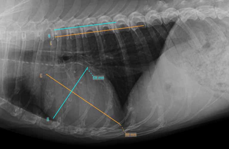 Herzvermessung nach Buchanan für Hund und Katzen:  Diese Wirbel-Herz-Messung nach Buchanan (Vertebral  Heart Score - VHS) ist eine einfache und zuverlässige Methode, um die Größe des Herzens und ihren Schwere-grad zu bestimmen.