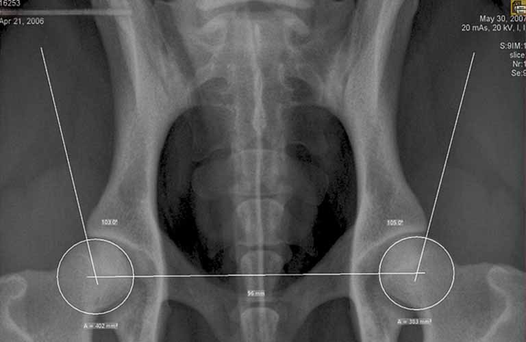 HD measuring technique for dogs - special tool to guarantee very fast and  reliable determination of the Norberg angle, including documentation