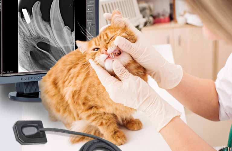 Hamamatsu Dental-Detektor mit hoher Auflösung