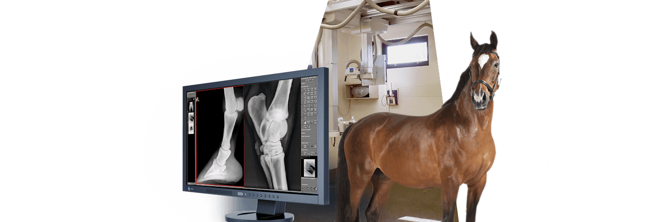 images/Produkte/Medici/vet-kabellos/Slider-Medici-vet-Digital-X-ray-Equine-Large-Animals.png