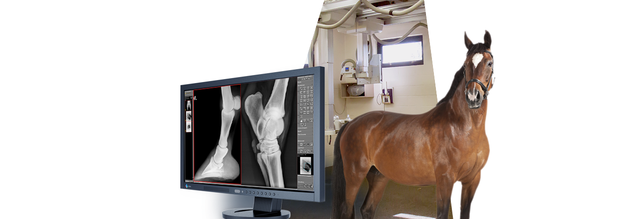 images/Produkte/Medici/vet-kabellos/Slider-Medici-vet-Equine-Large-Animals.png