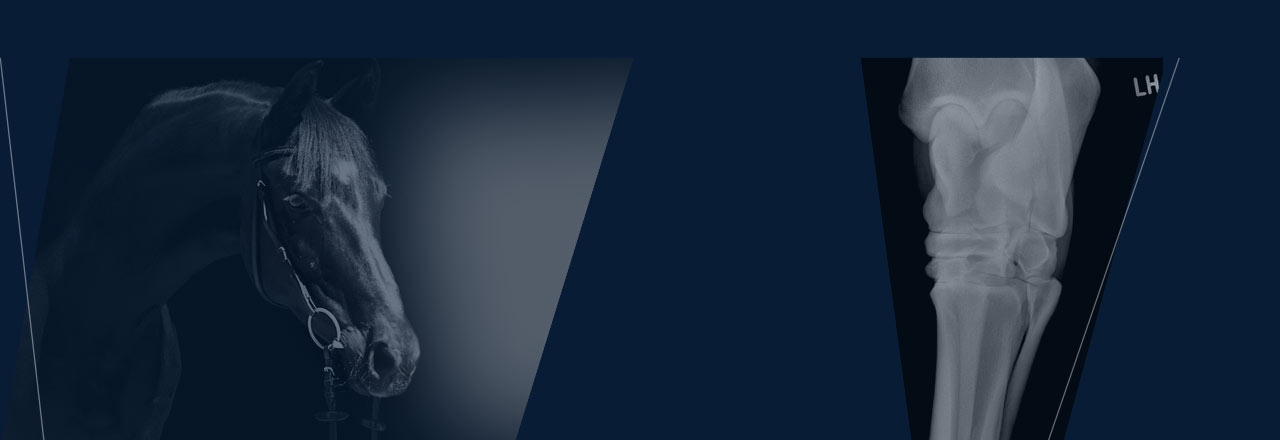 images/Produkte/Pacs/Basis/vet/Slider-dicomPACS-Basis-vet-1b.jpg