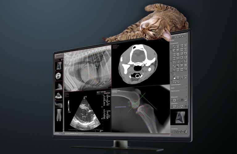 Digital Radiography - easy transitioning and improved efficiency for veterinary practices and animal clinics