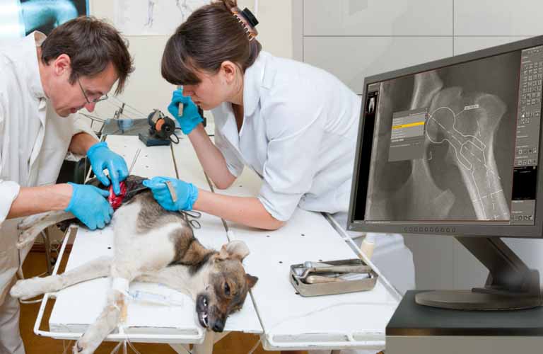 Digital radiography is a high-quality alternative to analog X-ray imaging in veterinary medicine