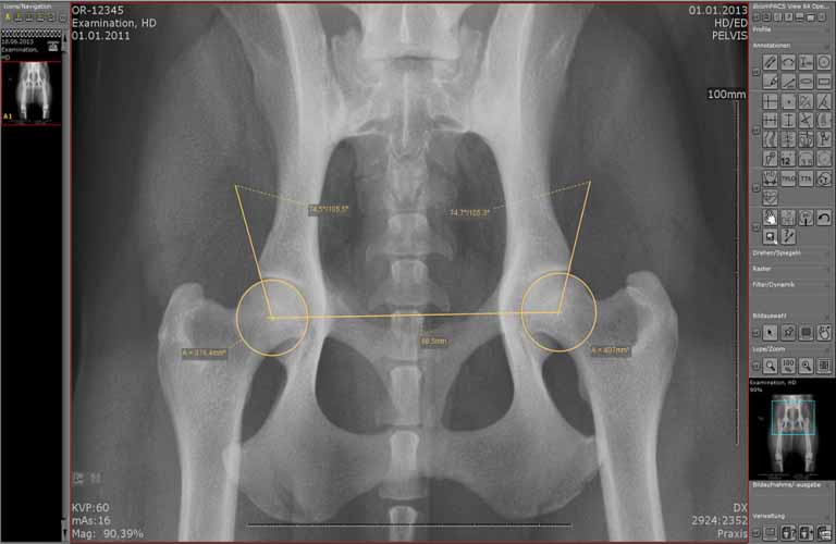 HD-Vermessung für Hunde