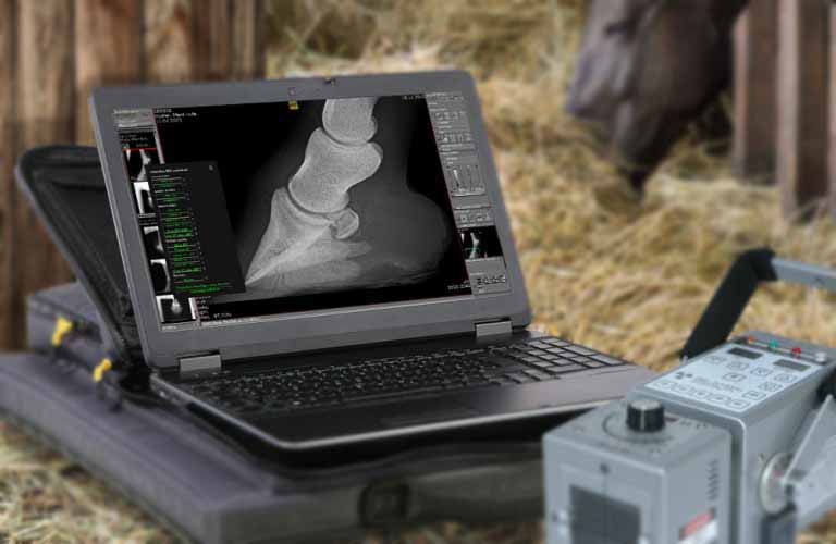 Report module for X-ray services relating to equine prepurchase examinations