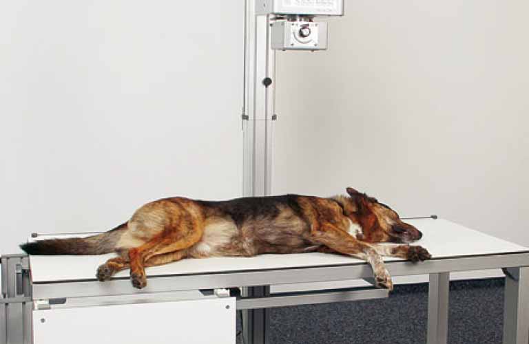 X-ray-table-Multivet