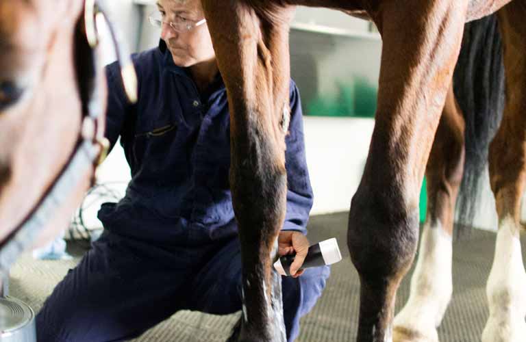 mobile Ultraschall-lösungen für Tierarzt-Hausbesuche