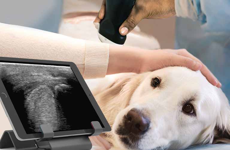 Portable sonography scanner for pets, dogs and cats