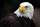 American Bald Eagle (Haliaeetus leucocephalus)