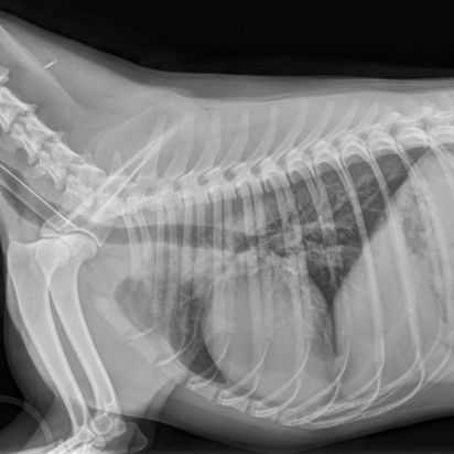 Acquisition and diagnostics software for veterinarians with GLI (gridless imaging)