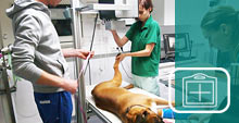 Medici DR system in the veterinary group practice Dipl. vet. med. Barbara Richter and Dr. med. vet. Tido Winkler